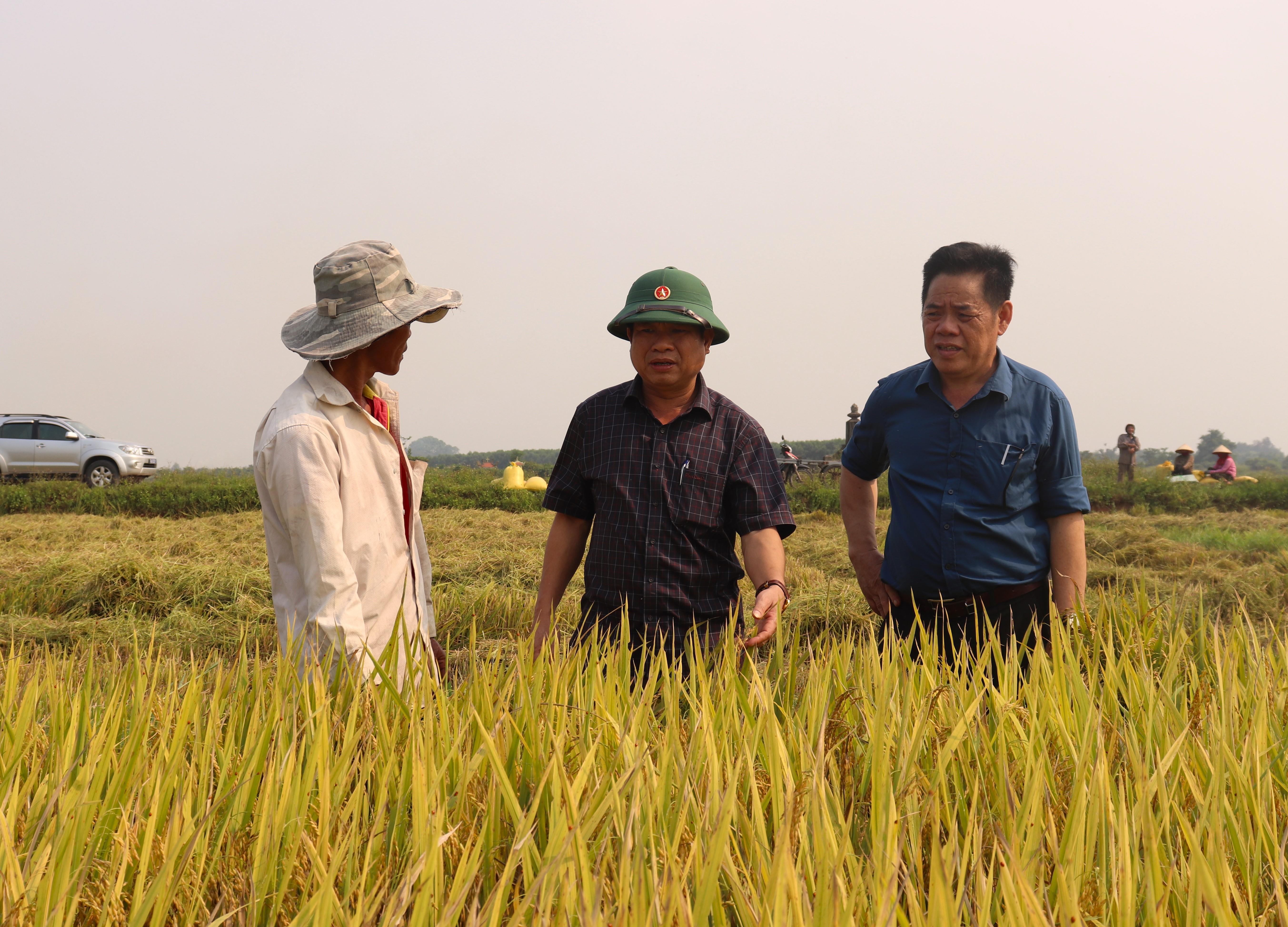 Lãnh đạo huyện Triệu Phong kiểm tra tình hình thu hoạch lúa vụ Đông Xuân